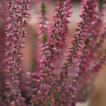 Apart Hotel Best Ankara