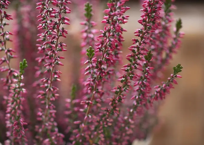 아파트먼트 호텔 베스트 앙카라